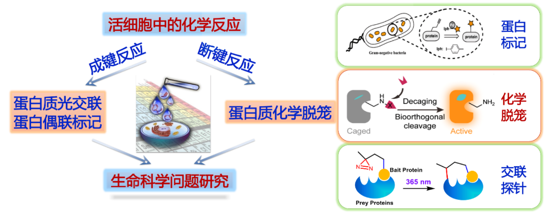 陈鹏.png 陈鹏.png